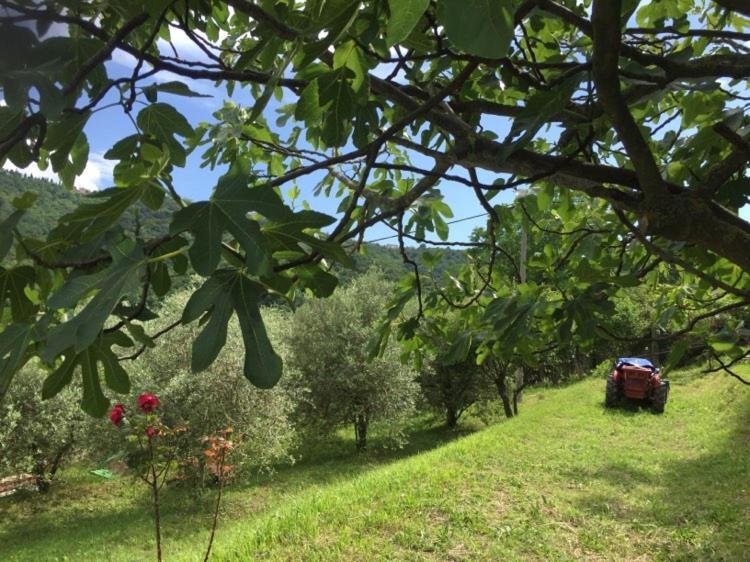 Apartment Dedo, Salara Farmhouse Capodistria Esterno foto